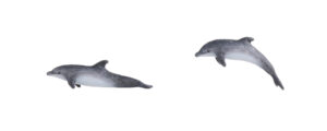 24-715 1/150 Dolphins
